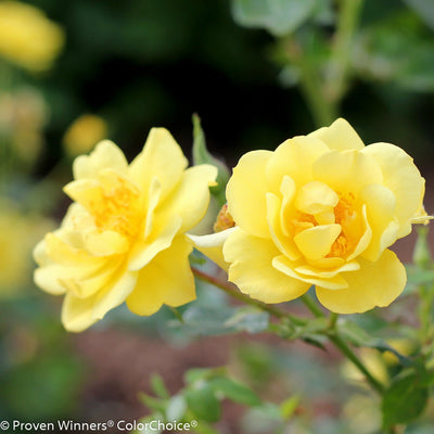 Oso Easy Lemon Zest Rose up close.