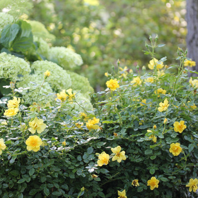 Oso Easy Lemon Zest Oso Easy Lemon Zest Rose in focus.