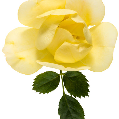 Oso Easy Lemon Zest® Rose (Rosa x)