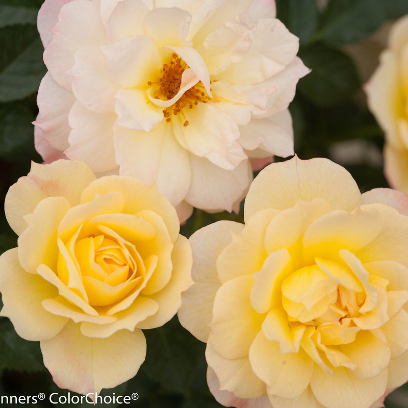 Oso Easy Italian Ice Rose up close.