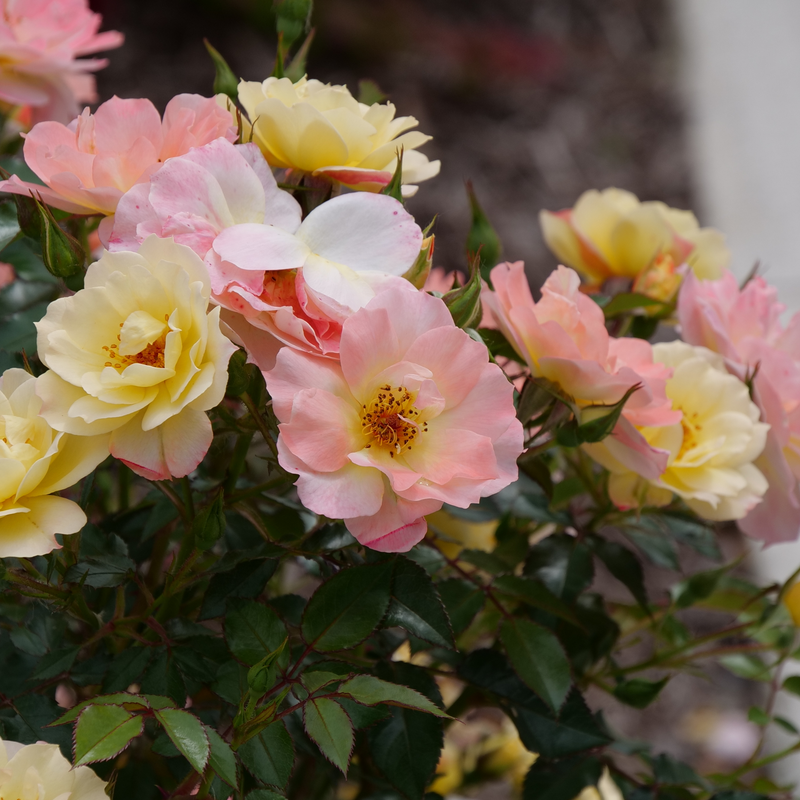 Oso Easy Italian Ice Oso Easy Italian Ice Rose up close.