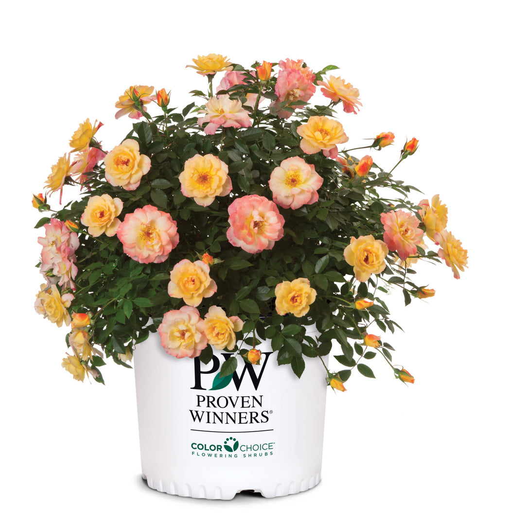 Rose | Oso Easy Italian Ice® | Proven Winners® Shrubs – Proven