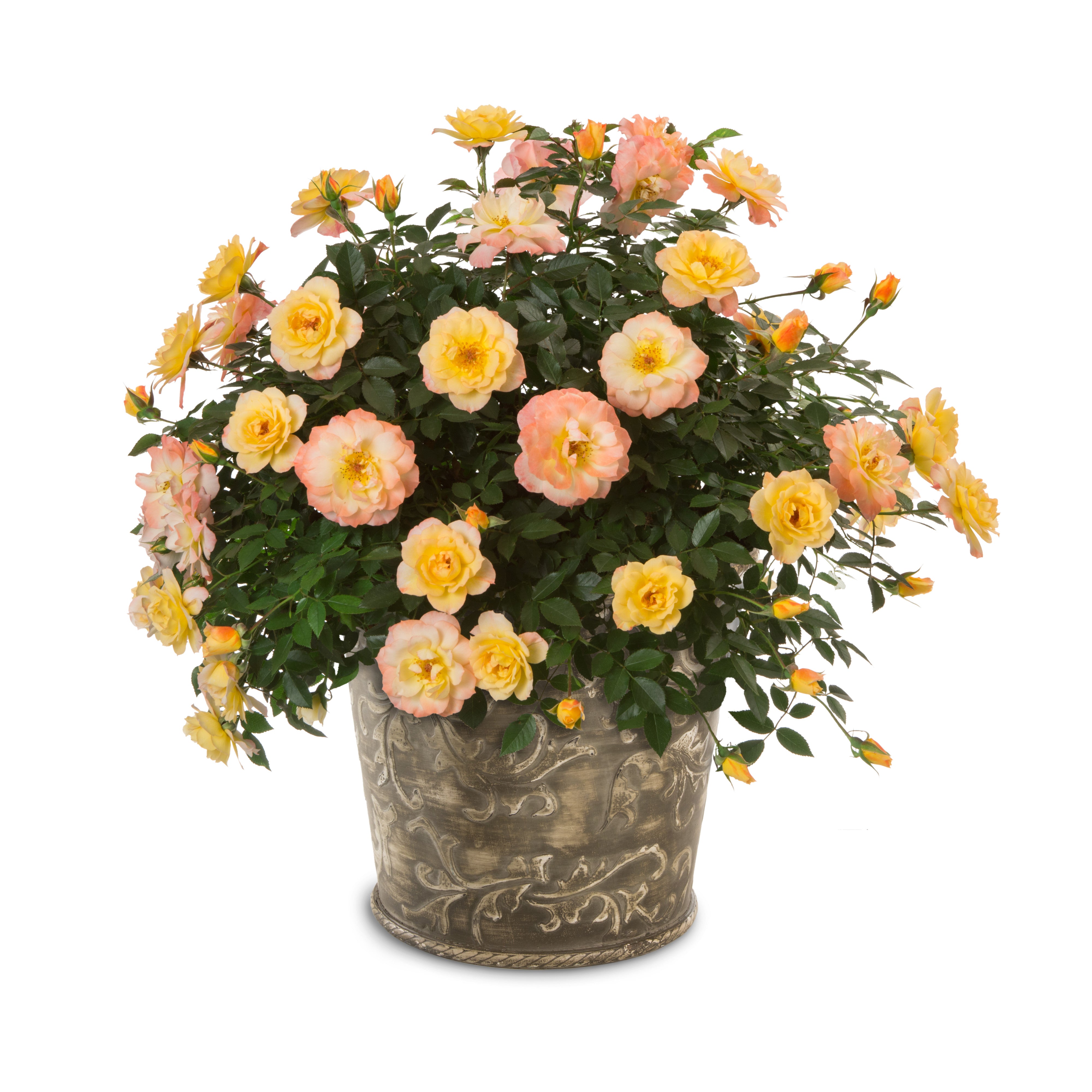 Rose | Oso Easy Italian Ice® | Proven Winners® Shrubs – Proven