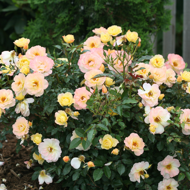 Rose | Oso Easy Italian Ice® | Proven Winners® Shrubs – Proven