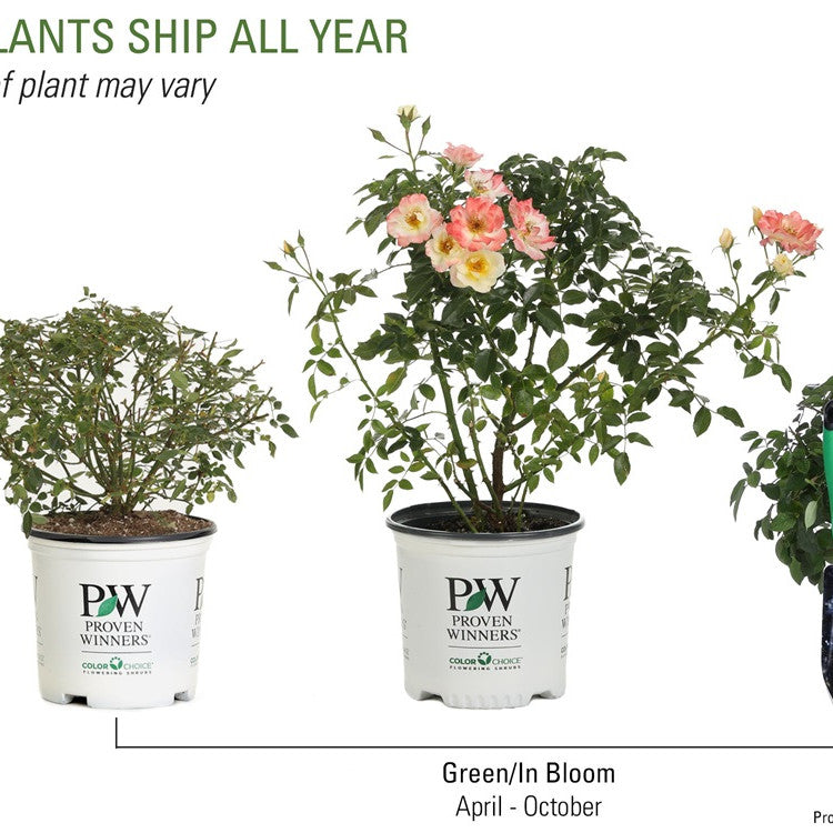 Rose | Oso Easy Italian Ice® | Proven Winners® Shrubs – Proven