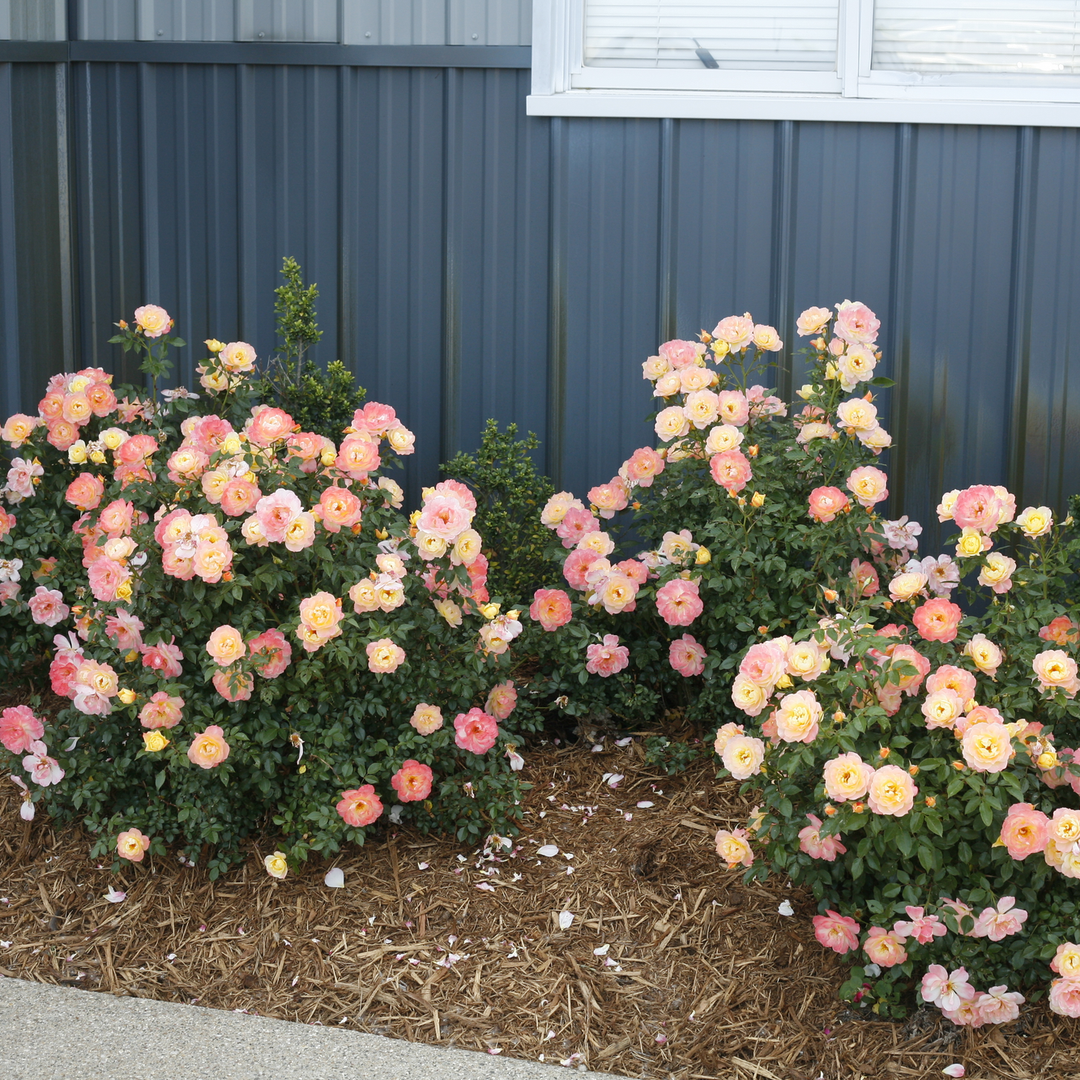 Rose | Oso Easy Italian Ice® | Proven Winners® Shrubs – Proven
