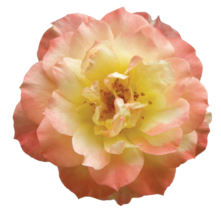Oso Easy Italian Ice® Rose