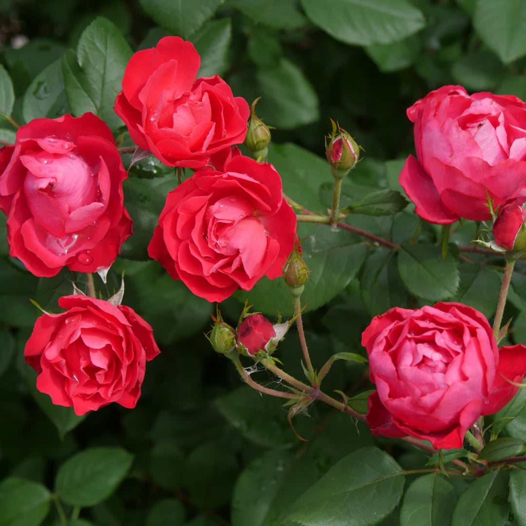 Rose | Oso Easy Double Red® | Proven Winners® Shrubs – Proven