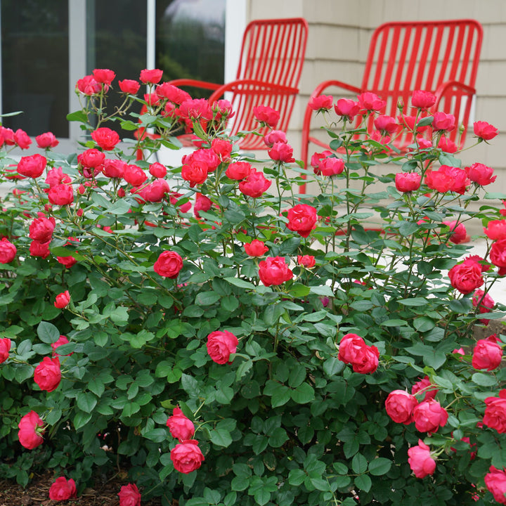 Rose | Oso Easy Double Red® | Proven Winners® Shrubs – Proven