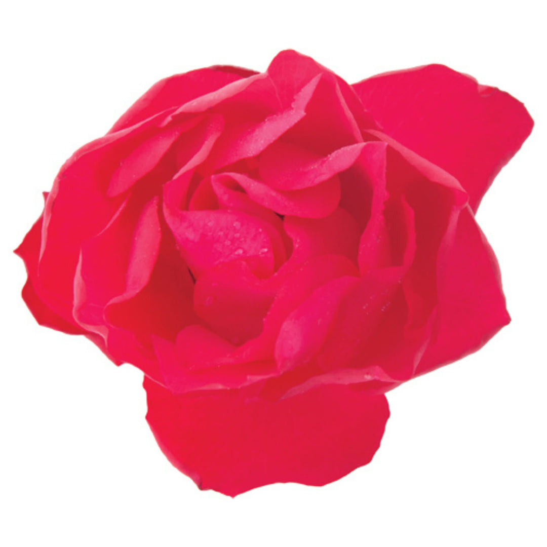Oso Easy Double Red® Rose