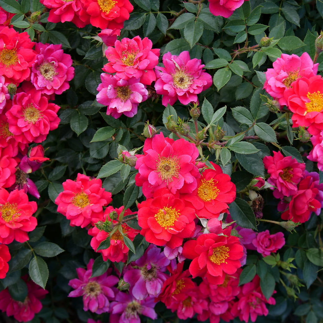 Rose | Oso Easy® Urban Legend® | Proven Winners® Shrubs – Proven