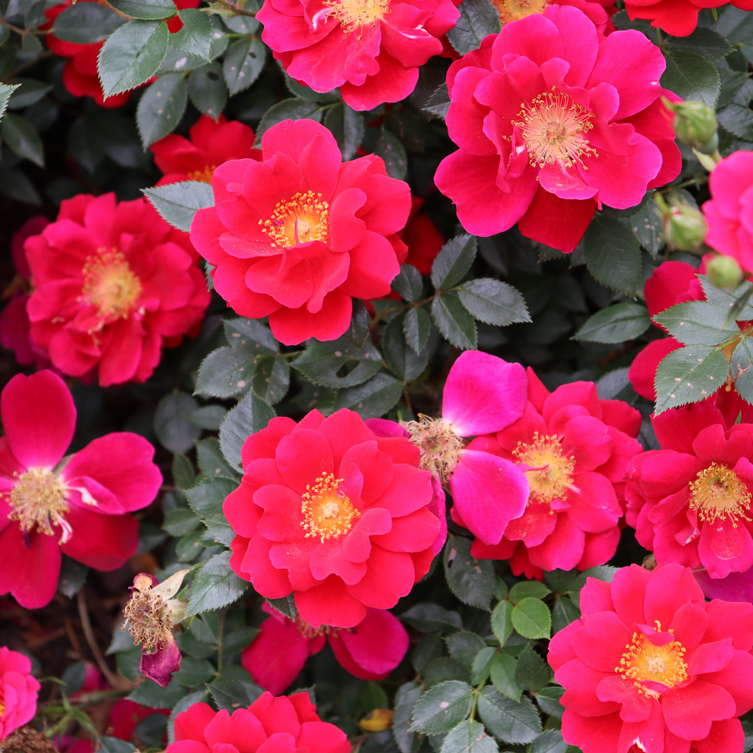 Rose | Oso Easy® Urban Legend® | Proven Winners® Shrubs – Proven