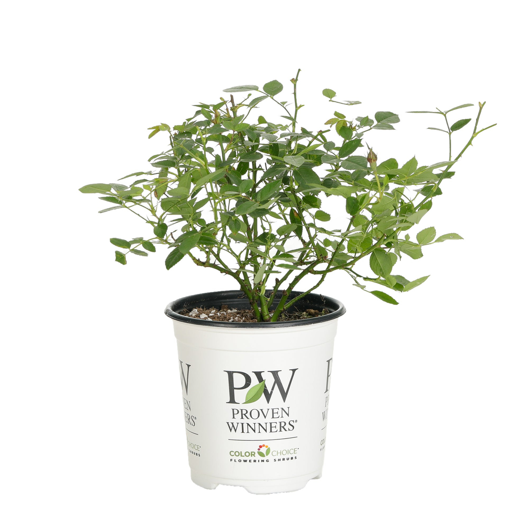 Oso Easy® Roses – Proven Winners Direct™