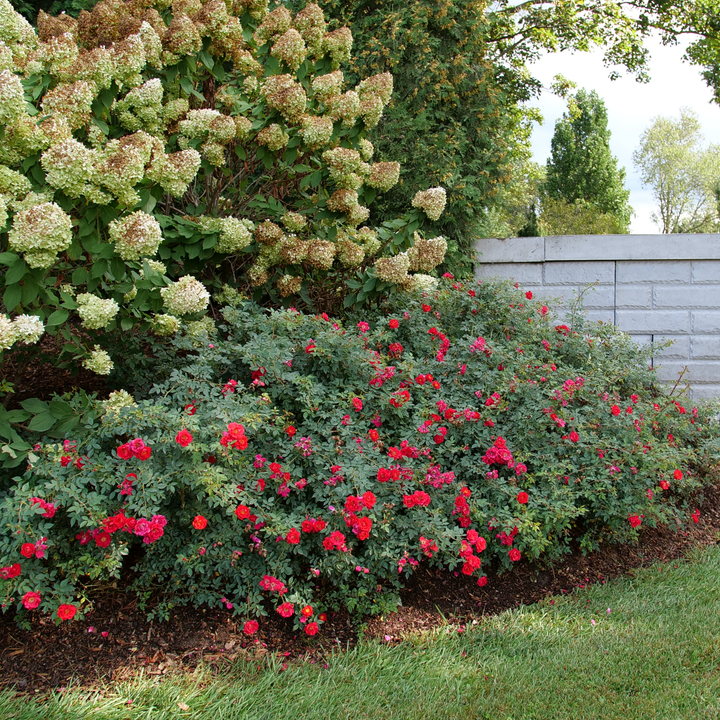 Rose | Oso Easy® Urban Legend® | Proven Winners® Shrubs – Proven