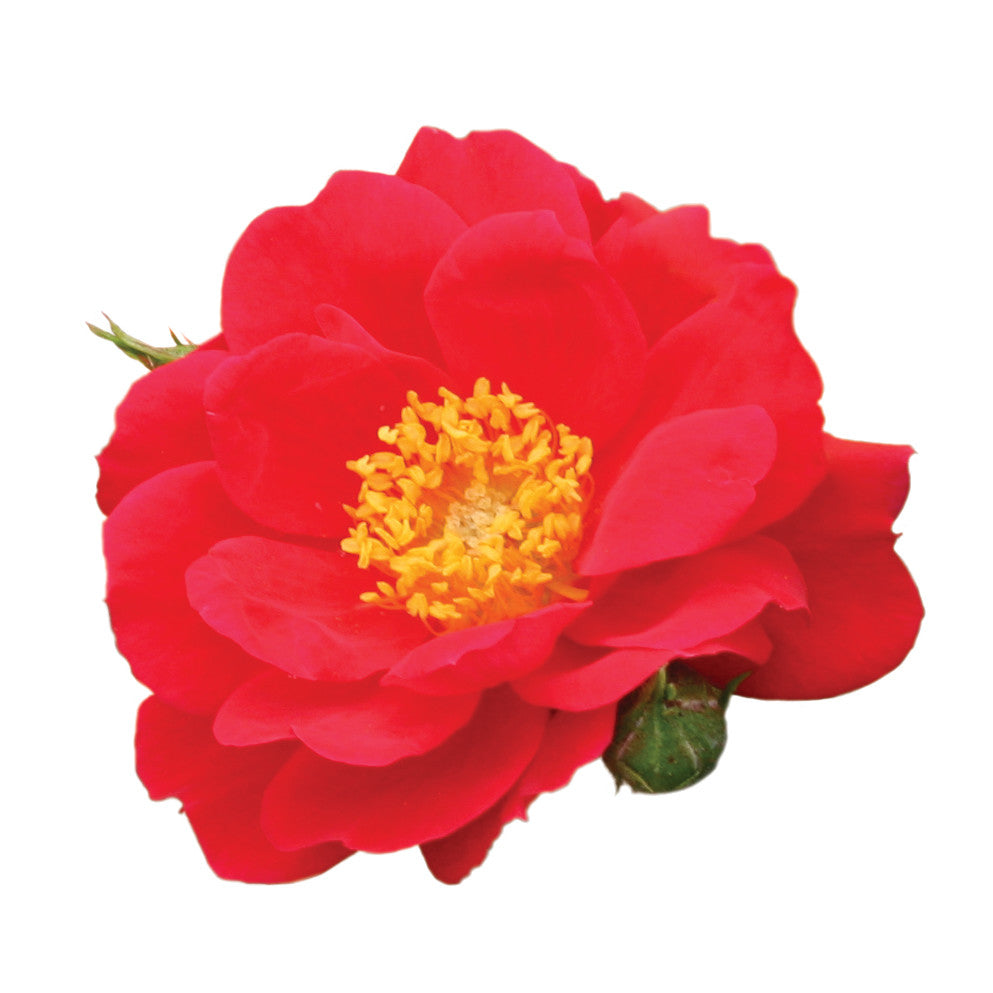 Rose | Oso Easy® Urban Legend® | Proven Winners® Shrubs – Proven