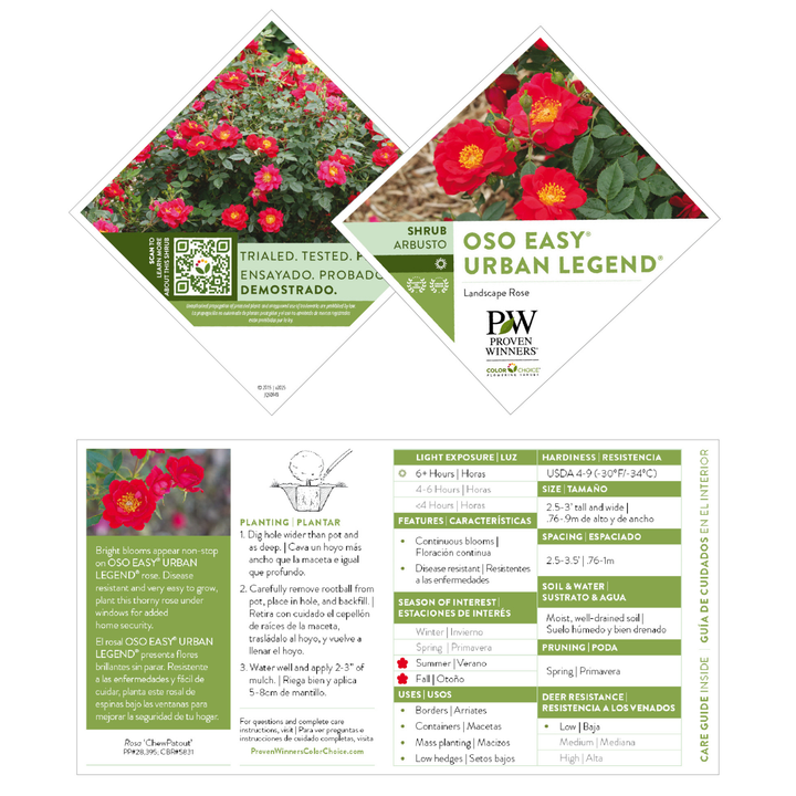 Rose | Oso Easy® Urban Legend® | Proven Winners® Shrubs – Proven