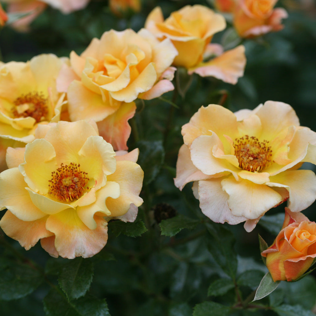 Rose | Oso Easy® Suñorita® | Proven Winners® Shrubs – Proven