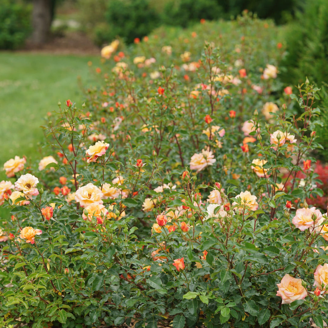 Rose | Oso Easy® Suñorita® | Proven Winners® Shrubs – Proven