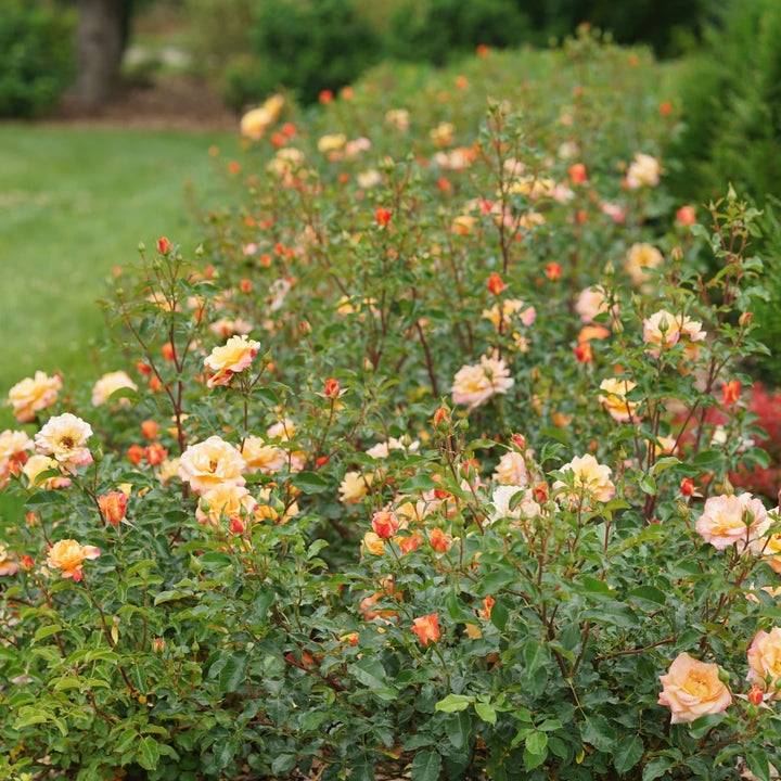 Rose | Oso Easy® Suñorita® | Proven Winners® Shrubs – Proven