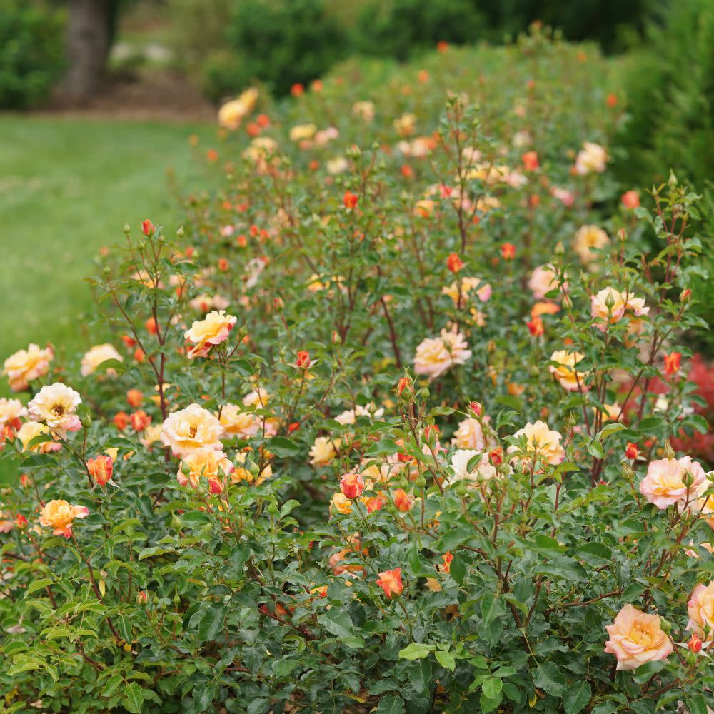 Rose セドナストーン多数、パウダー セドナストーン多数、パウダー