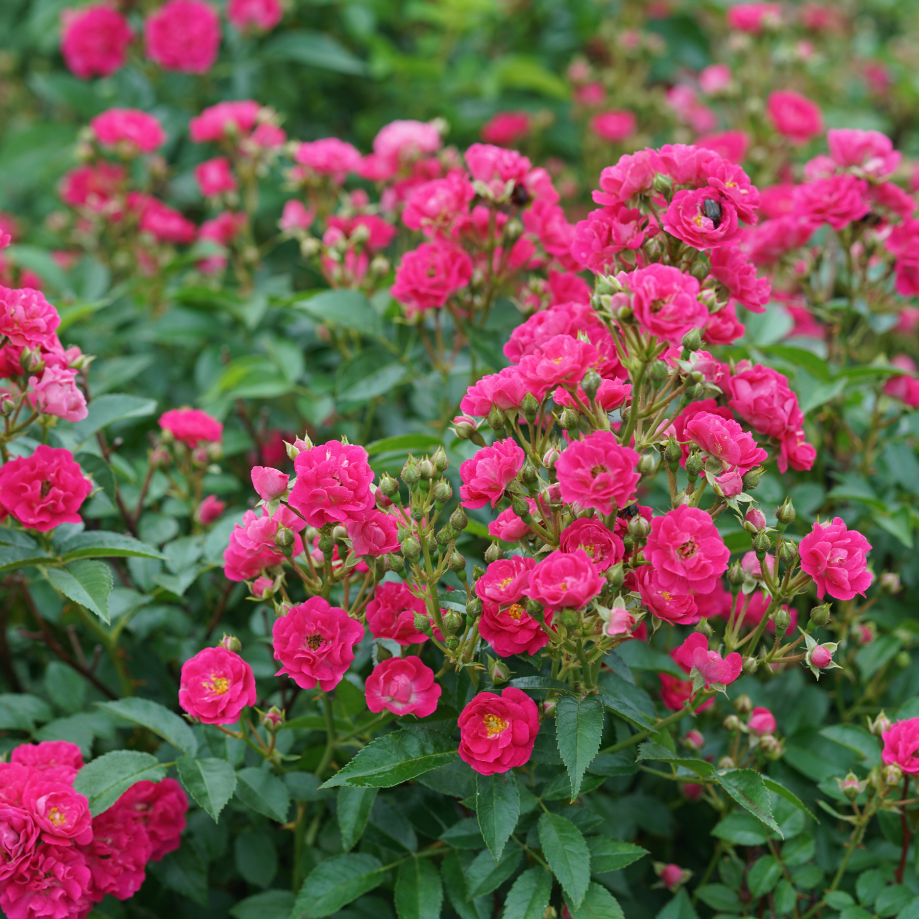 Oso Easy Ringo Roses Rose | Oso Easy Peasy® | Proven Winners® Shrubs – Proven Winners Direct™