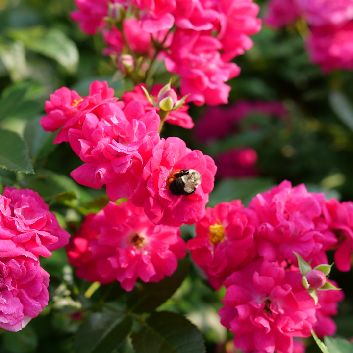 Rose | Oso Easy Peasy® | Proven Winners® Shrubs – Proven Winners