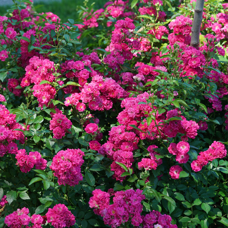 Oso Easy Ringo Roses Rose | Oso Easy Peasy® | Proven Winners® Shrubs – Proven Winners Direct™