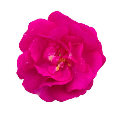 Oso Easy Peasy® Rose (Rosa x)