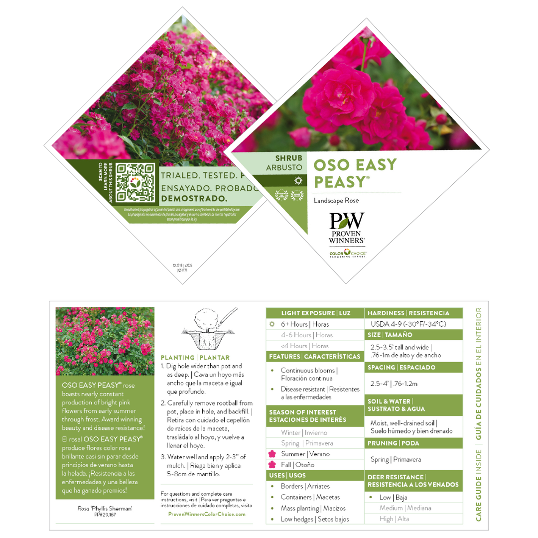 Rose | Oso Easy Peasy® | Proven Winners® Shrubs – Proven Winners