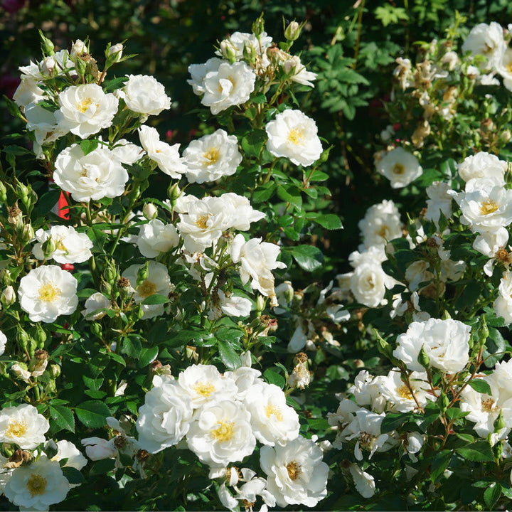 Rose | Oso Easy Ice Bay® | Proven Winners® Shrubs – Proven Winners