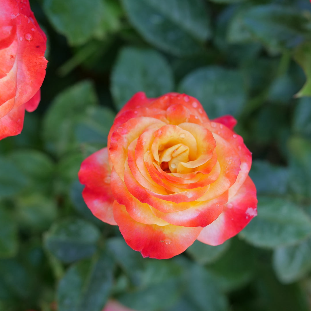 Oso Easy® Roses – Proven Winners Direct™