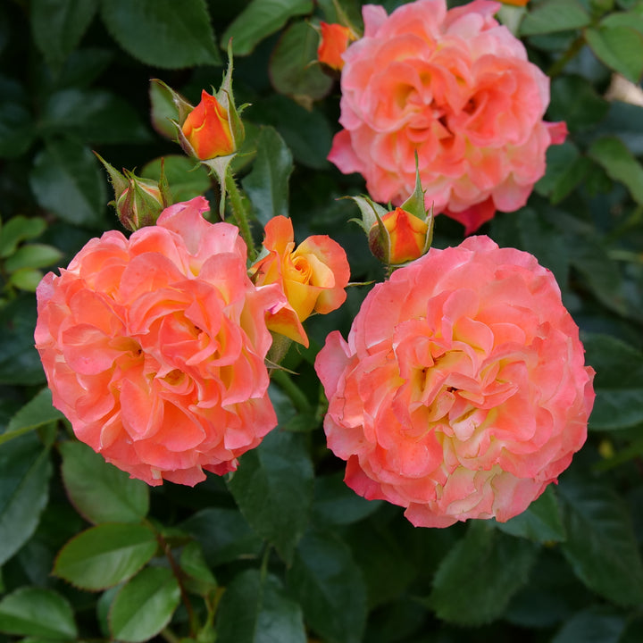 Rose | Oso Easy En Fuego® | Proven Winners® Shrubs – Proven