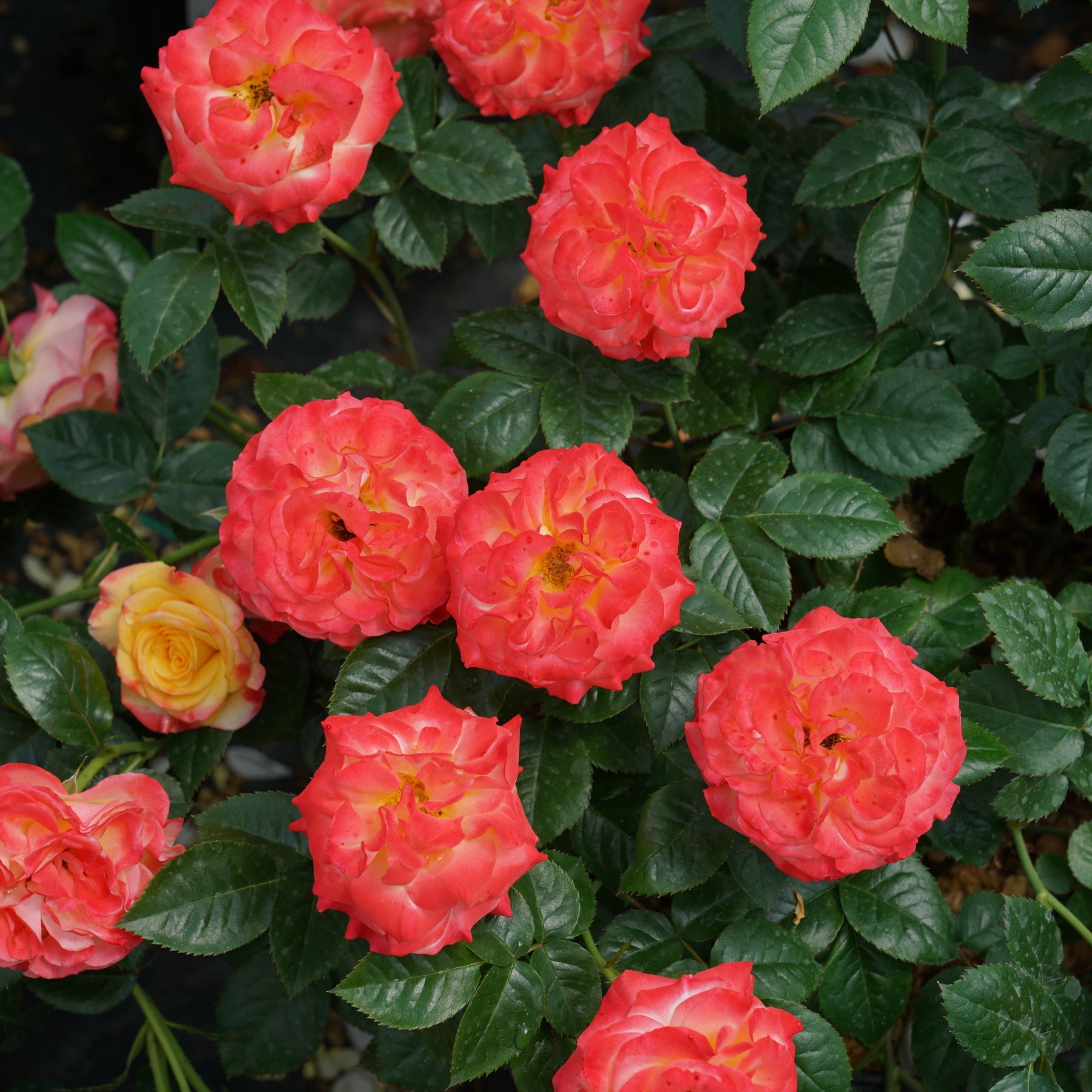 Oso Roses Rose | Oso Easy En Fuego® | Proven Winners® Shrubs – Proven Winners Direct™