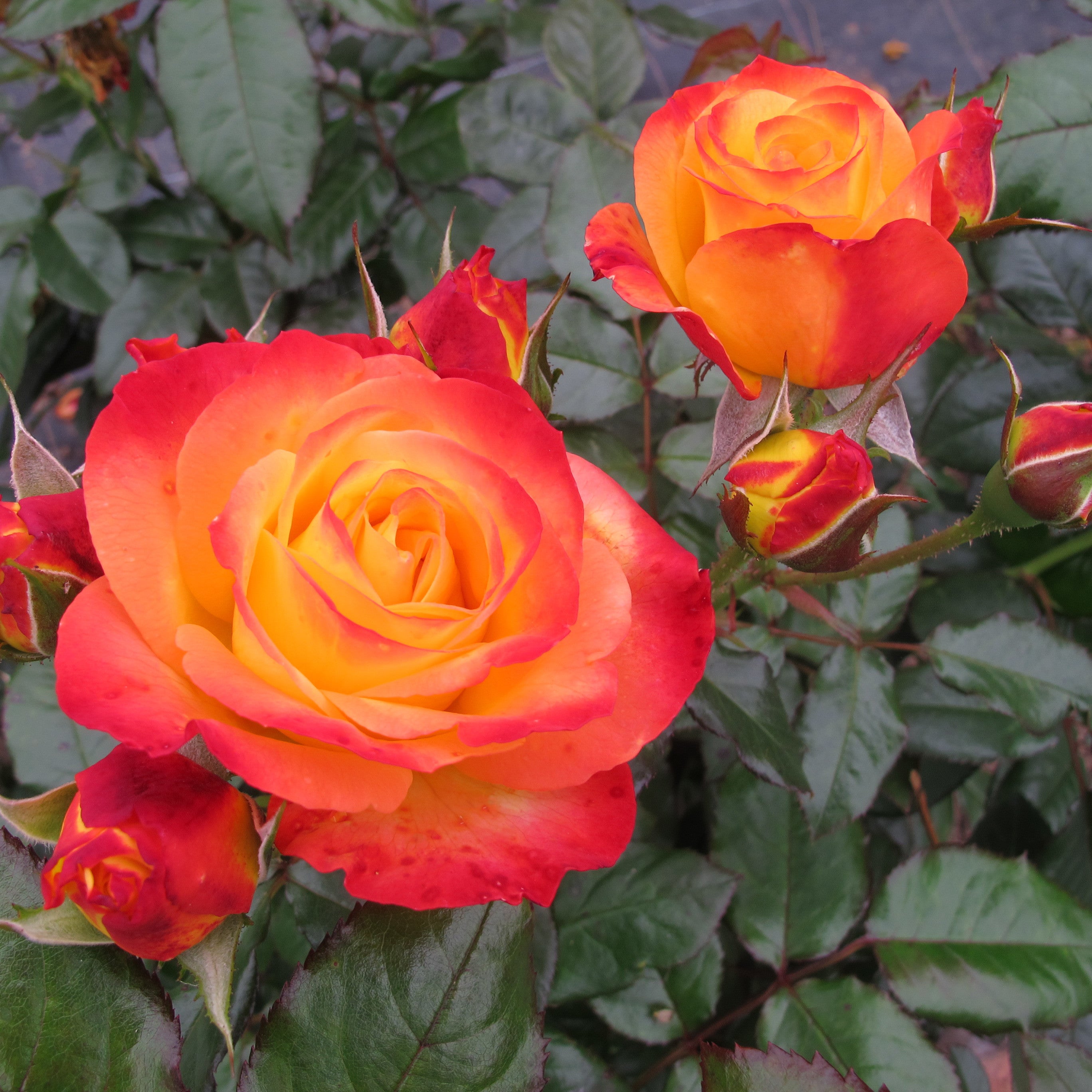 Rose | Oso Easy En Fuego® | Proven Winners® Shrubs – Proven