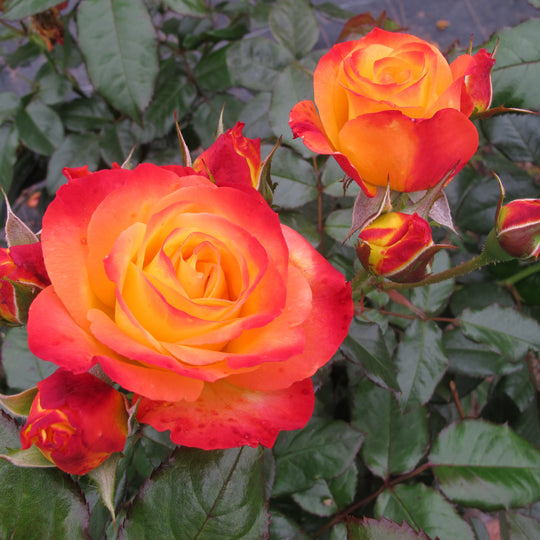 Oso Easy En Fuego™ Rose