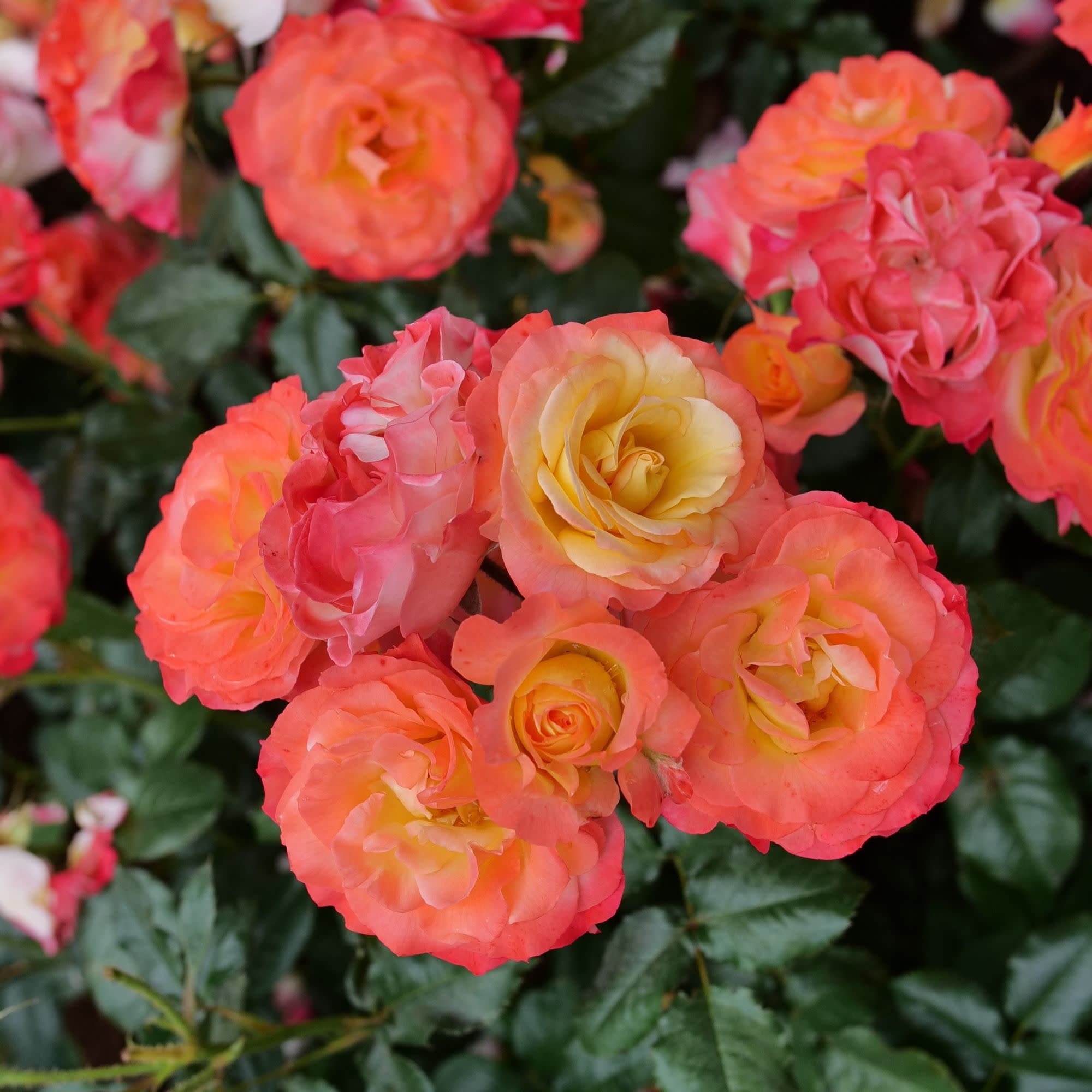 Rose | Oso Easy En Fuego® | Proven Winners® Shrubs – Proven