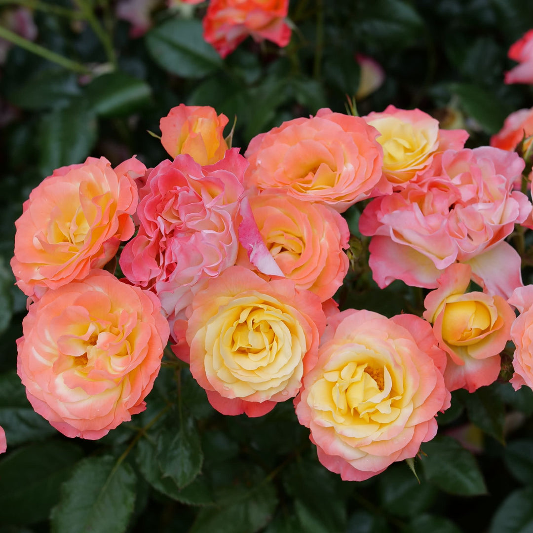 Rose | Oso Easy En Fuego® | Proven Winners® Shrubs – Proven