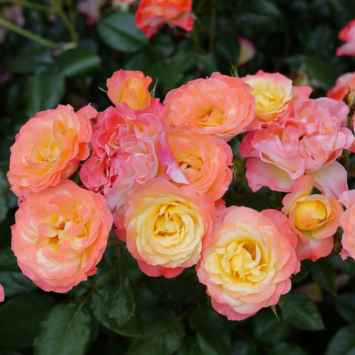 Rose | Oso Easy En Fuego® | Proven Winners® Shrubs – Proven