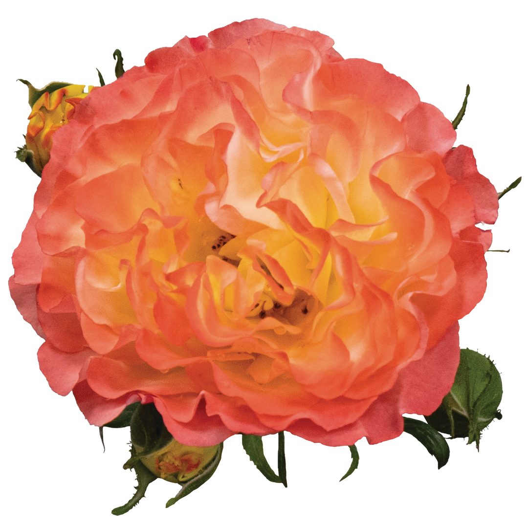 R ose rose様 おまとめ購入ご希望 42と40 Rose | Oso Easy En Fuego® | Proven Winners® Shrubs – Proven