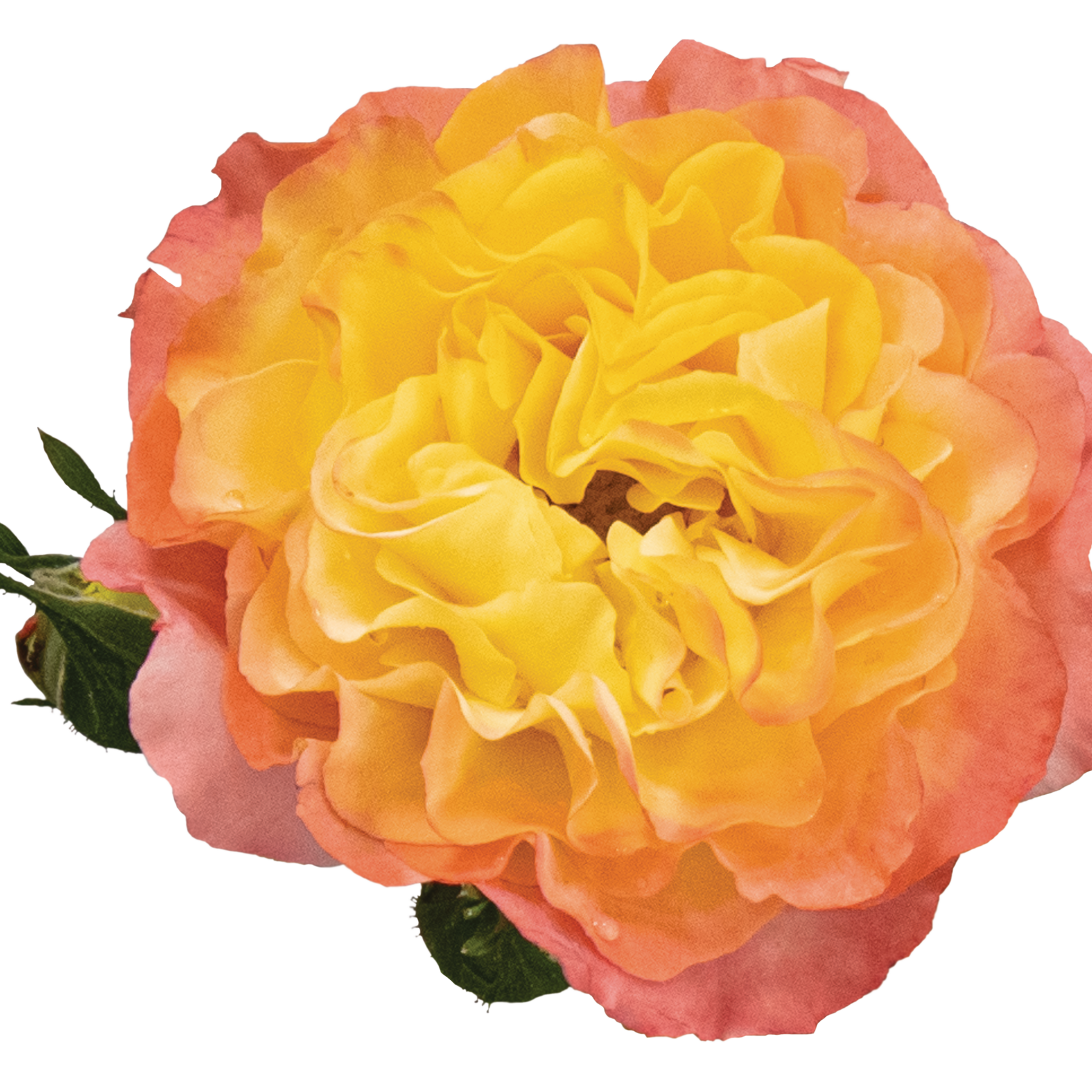 Oso Roses Rose | Oso Easy En Fuego® | Proven Winners® Shrubs – Proven Winners Direct™