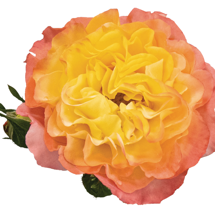 Rose | Oso Easy En Fuego® | Proven Winners® Shrubs – Proven