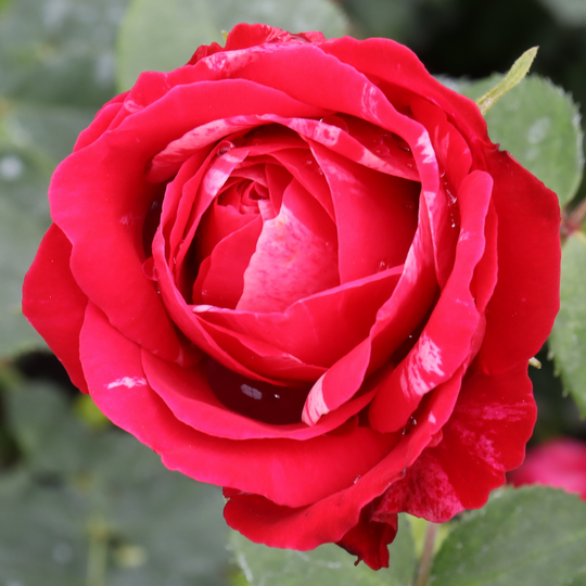Oso Easy Red Stripe® Landscape Rose (Rosa hybrid) | Proven Winners® New Variety 2026