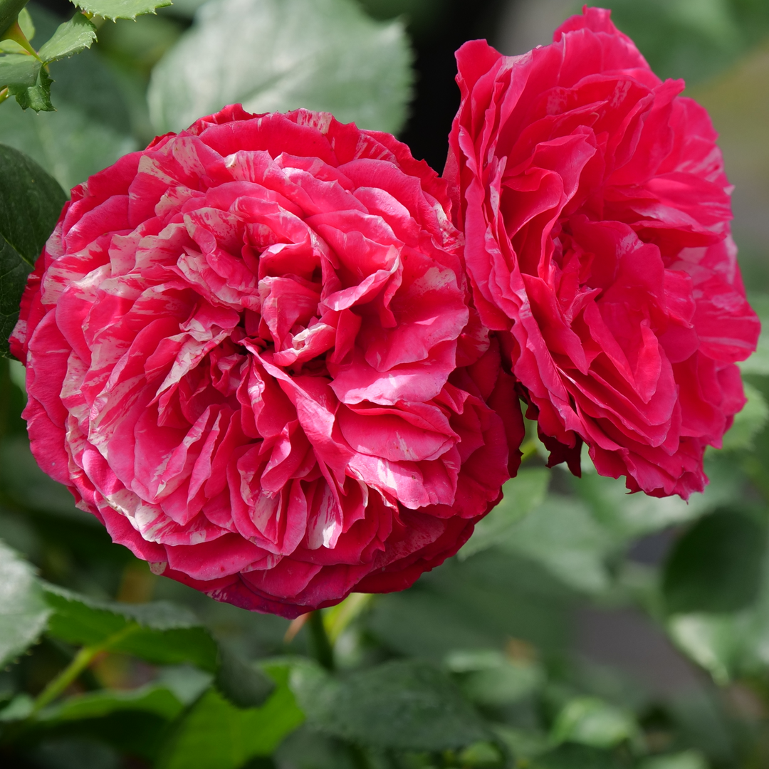 Landscape Rose | Oso Easy Red Stripe® | Proven Winners® Shrubs