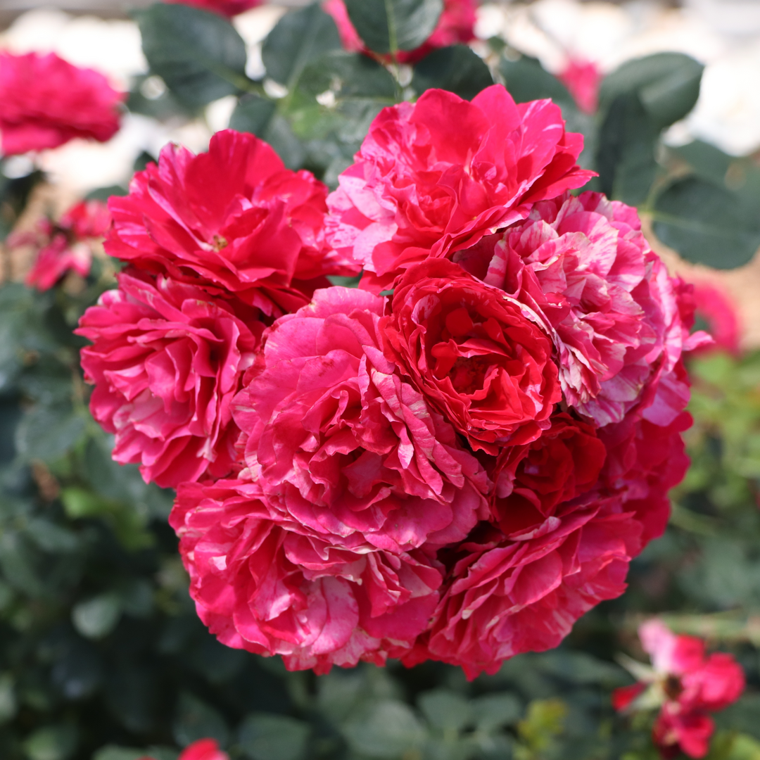 Landscape Rose | Oso Easy Red Stripe® | Proven Winners® Shrubs