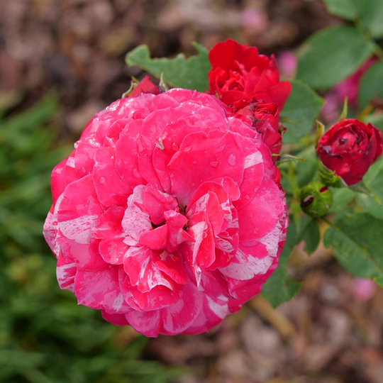 Oso Easy Red Stripe™ Landscape Rose (Rosa hybrid) | Proven Winners® New Variety 2026