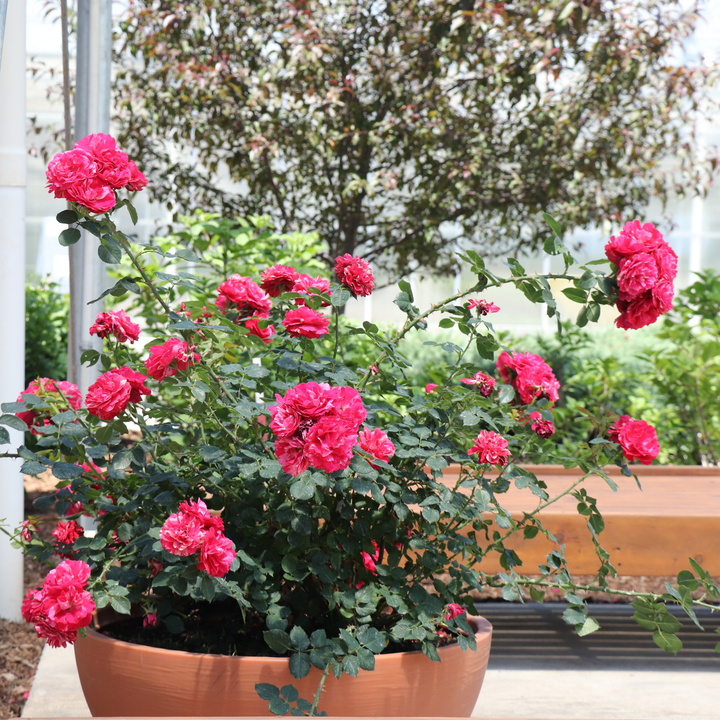 ローズ Landscape Rose | Oso Easy Red Stripe® | Proven Winners® Shrubs