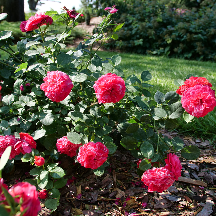Landscape Rose | Oso Easy Red Stripe® | Proven Winners® Shrubs