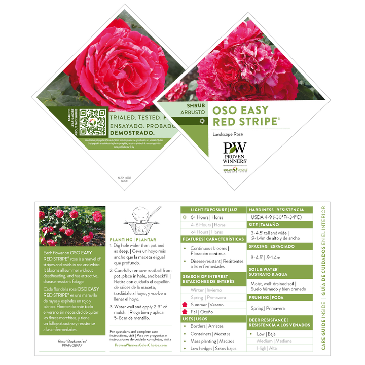 Landscape Rose | Oso Easy Red Stripe® | Proven Winners® Shrubs