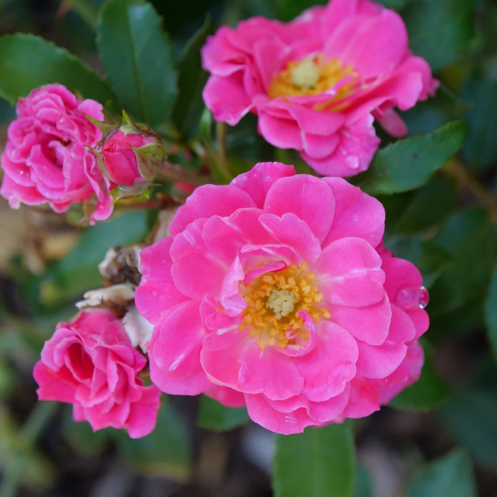 ♡Rose rose♡ Rose | Oso Easy® Double Pink | Proven Winners® Shrubs – Proven