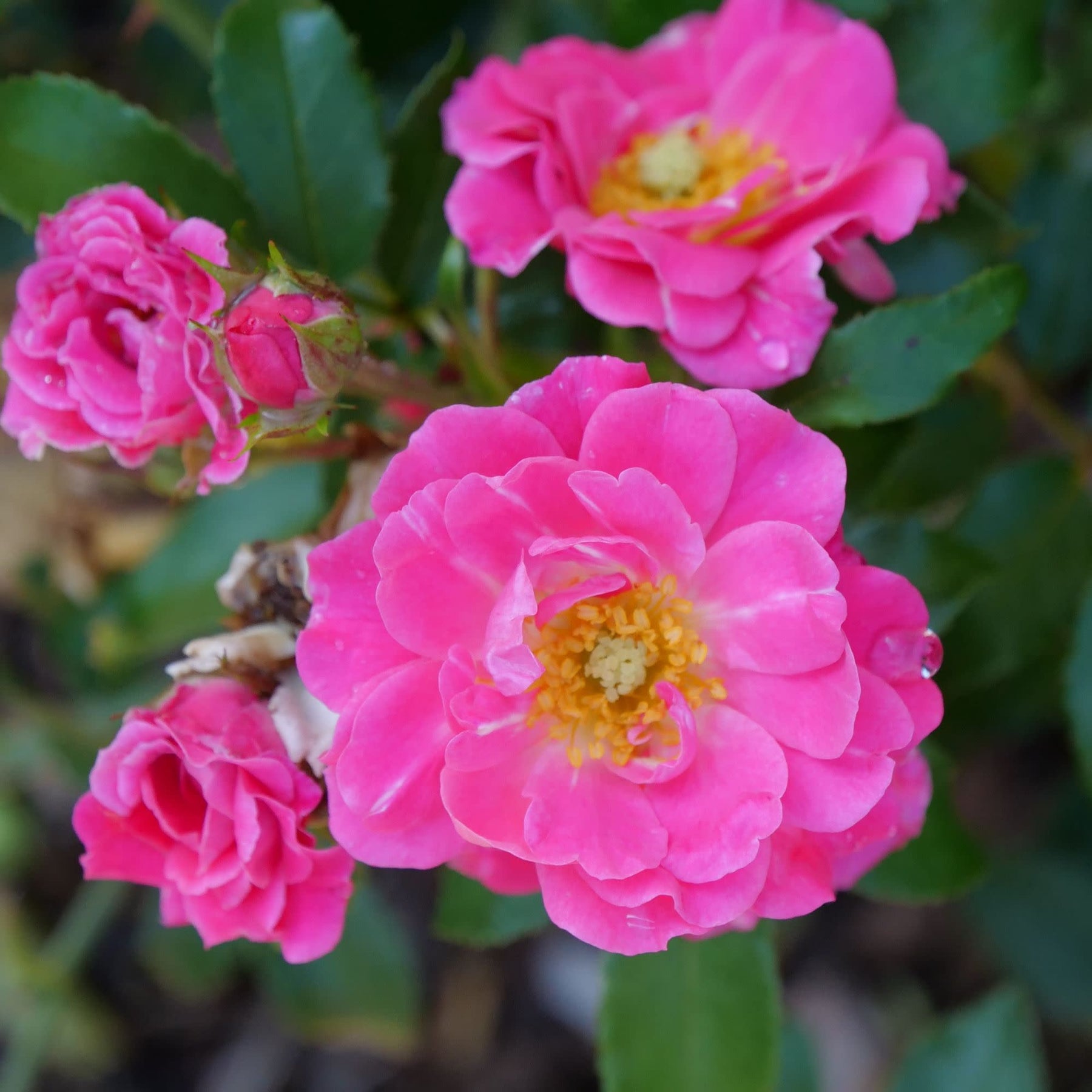 Rose | Oso Easy® Double Pink | Proven Winners® Shrubs – Proven